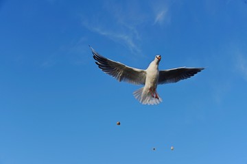 seagull flying in the blue sky