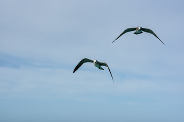 Aves en Holbox