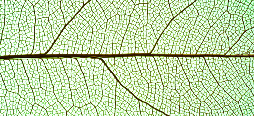 Obraz premium Close up green leaf skeleton 
