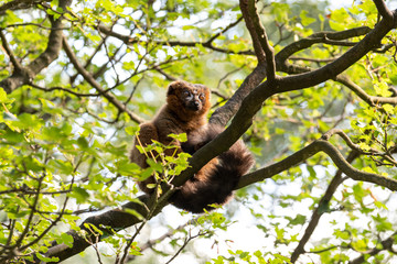 Red Bellied Lemur Sat in a Tree