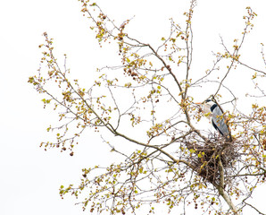 Grey heron nesting (ardea cinerea) 