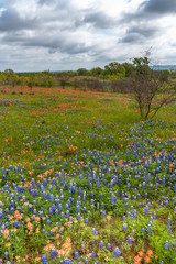 Large field of Texas wildflowers mixed with paintbrush and blue bonnets