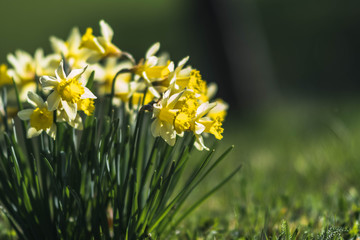 Gelbe Narzisse