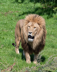 Large Male Lion in Grassland