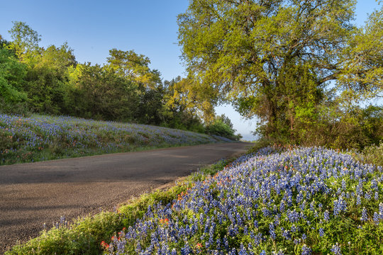 Small country road lined with Texas blue bonnets