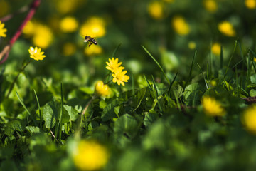 Bienenflug zwischen Fr&uuml;hlinsblumen