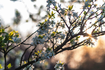 Bl&uuml;ten vorm Sonnenuntergang