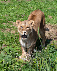 Majestic Lioness Walking in Grass