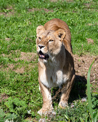 Majestic Lioness Walking in Grass