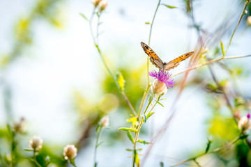 butterfly on a flower on a sunny summer day
