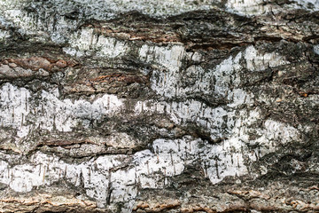 Textured birch bark background macro view.