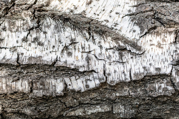 Natural birch tree bark background for your design