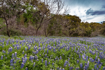 Fototapeta na wymiar Road hillside covered with Texas blue bonnets