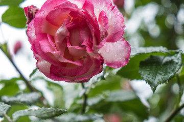 Rosa Rose nach dem Regen      