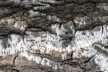 Macro view of birch tree bark. Natural wooden wallpaper.