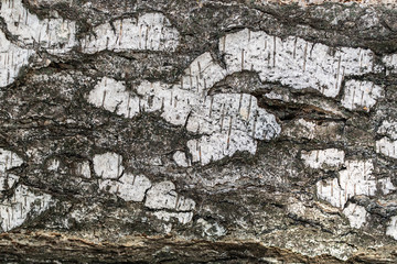 Birch bark background. Natural wooden background.