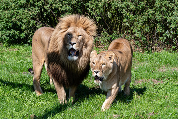 Lion and Lioness Standing Together