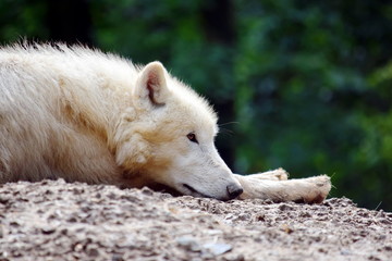 Obraz na płótnie Canvas White Arctic Wolf Lying and Resting on Rock