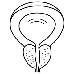 The normal adult prostate gland