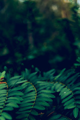 Tropical seamless pattern with leaves. background with tropical leaves.