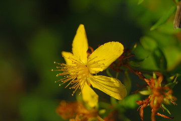 Полевой цветок желтого цвета