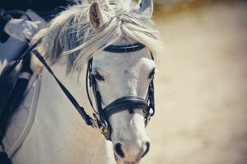 Portrait of a gray pony in the bridle. Equestrian sport.