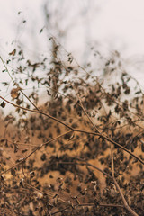 abstract nature background