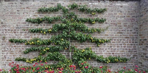 A pear fruit tree trained in the espalier way grown against a brick wall.