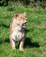 Majestic Lioness Standing in Grass