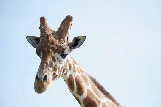 Isolated head shot of reticulated giraffe © Jordan