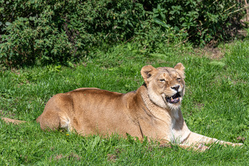 Fototapeta na wymiar Majestic Lioness Resting in Grass