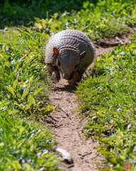 Six-banded armadillo Walking down a Dirt Track