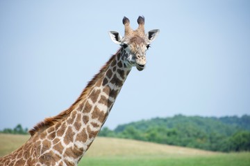 Isolated head and neck of reticulated giraffe