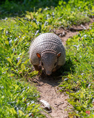 Six-banded armadillo Walking down a Dirt Track