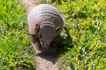 Six-banded armadillo Walking down a Dirt Track