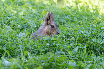 Beautiful Mara resting in Grass