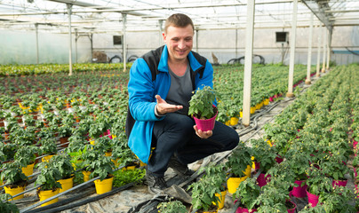 Farmer cultivating tomatoes