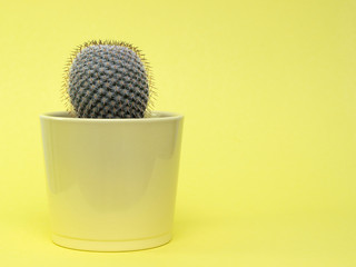 Round cactus in a yellow vase, on a yellow background. copy space.