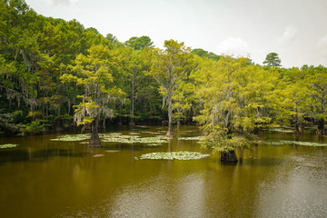 Obraz premium View at Caddo Lake State Park in Texas during summer