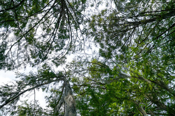 Looking up into the trees at Caddo Lake State Park in Texas during summer
