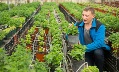 Glasshouse owner controlling growing of melissa