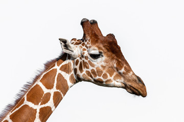 Obraz premium Beautiful Rothschild Giraffe Head Portrait