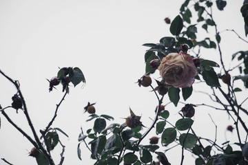 Verbl&uuml;hte Rosen