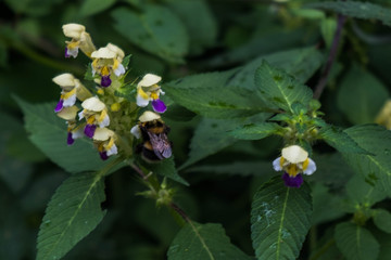 Hummel in einer Blume