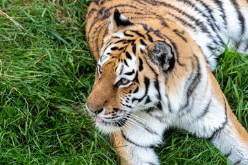 Fototapeta na wymiar Amur Tiger Resting in Grass