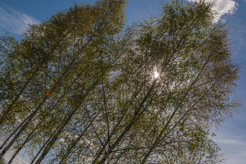 Obraz premium Spring forest, birch trees, sun through the foliage
