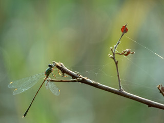 Dragon fly and spider web