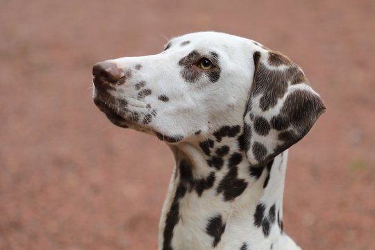 Portait wei&szlig;er Hund mit braunen Flecken, Dalmatiner