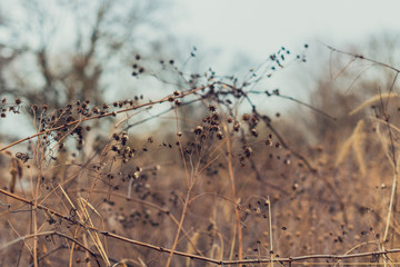 field of dried flowers in the winter