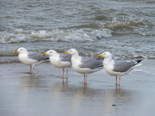 segull in a row